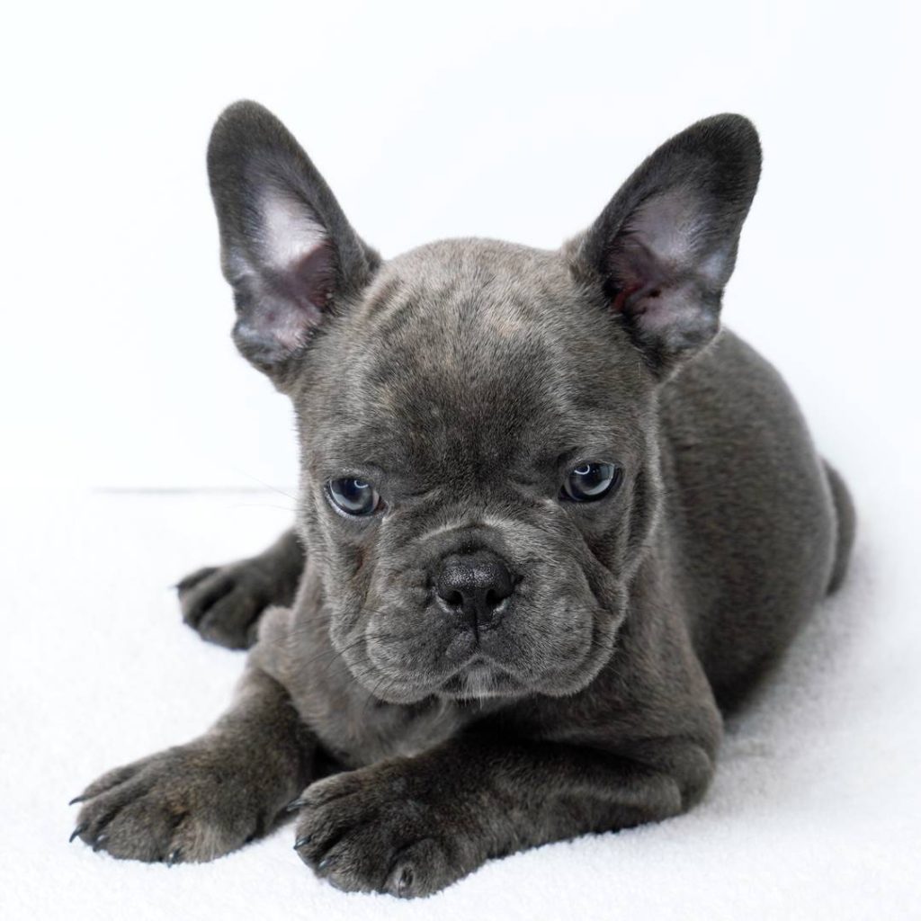 Frenchies Can Help Reduce Stress - Blue More Frenchies